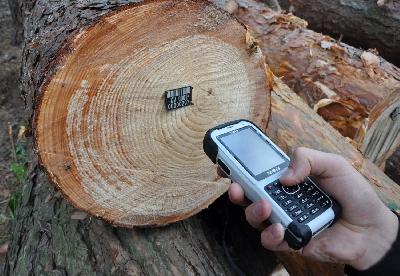 Маркировка RFID-метками ценных пород деревьев